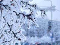 В Тюмени деревья к Новому году "оделись" в куржак