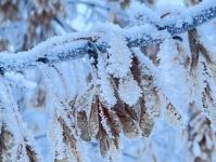 В Тюмени деревья к Новому году "оделись" в куржак