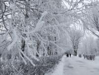 В Тюмени деревья к Новому году "оделись" в куржак