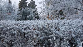 В Тюмени деревья к Новому году "оделись" в куржак