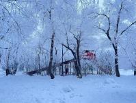 В Тюмени деревья к Новому году "оделись" в куржак
