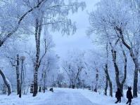 В Тюмени деревья к Новому году "оделись" в куржак