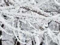 В Тюмени деревья к Новому году "оделись" в куржак