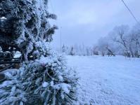 В Тюмени деревья к Новому году "оделись" в куржак