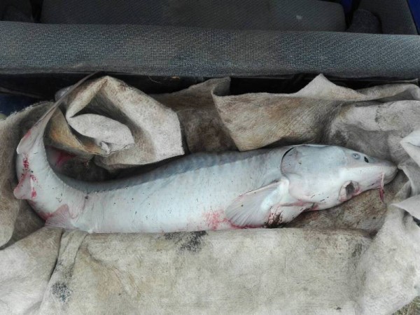 Тоболяка за вылов краснокнижного осетра оштрафовали на 10 тысяч рублей Тоболяка за вылов краснокнижного осетра оштрафовали на 10 тысяч рублей