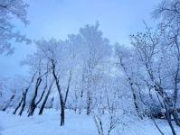 В Тюмени деревья к Новому году "оделись" в куржак