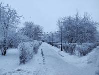 В Тюмени деревья к Новому году "оделись" в куржак