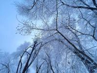 В Тюмени деревья к Новому году "оделись" в куржак