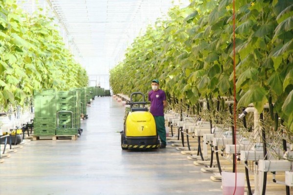 Тепличный комплекс "ТюменьАгро" станет самым крупным от Урала до Дальнего Востока