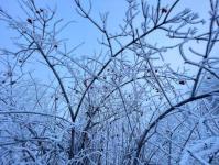 В Тюмени деревья к Новому году "оделись" в куржак