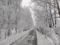 В Тюмени деревья к Новому году "оделись" в куржак