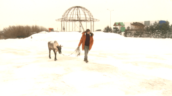 Сбежавшего северного оленя ищут в Тюмени