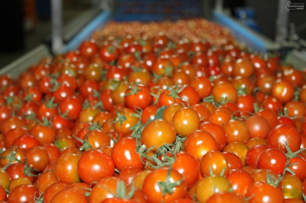18 тонн помидоров из Туркмении импортированы в Тюменскую область