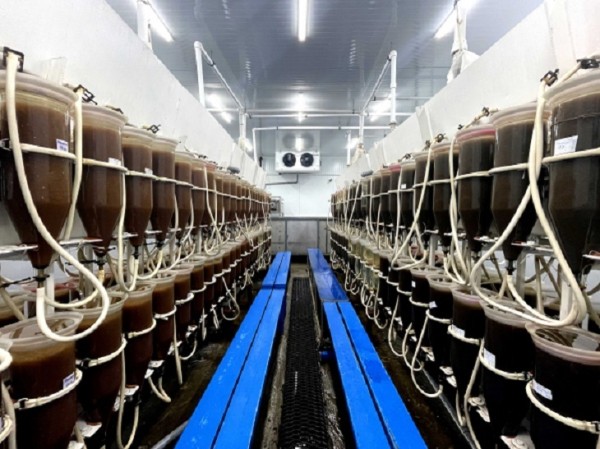 В рыбопитомник Тобольска доставили икру муксуна из Югры для выращивания молоди