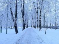 В Тюмени деревья к Новому году "оделись" в куржак