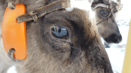 Сбежавшего северного оленя ищут в Тюмени