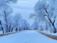 В Тюмени деревья к Новому году "оделись" в куржак