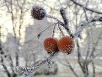 В Тюмени деревья к Новому году "оделись" в куржак