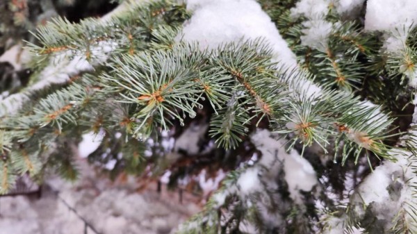 Гонки на унимото пройдут в Абалаке с 27 по 29 января