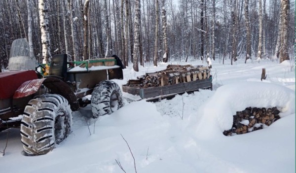 Жителя Вагайского района ждет ответственность за незаконную рубку березы