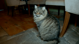 Дом для кошек ответственных хозяев строят на территории реабилитационного зооцентра в Тюмени