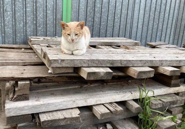 Ветеринарный пункт по льготной стерилизации животных откроют на средства гранта в Тобольске