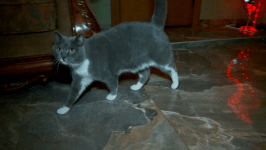 Дом для кошек ответственных хозяев строят на территории реабилитационного зооцентра в Тюмени