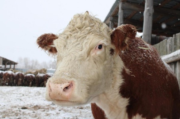 В Тюменской области 13 предприятий получили 30 млн рублей на техперевооружение коровников