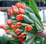 Эксклюзивные сорта тюльпанов выращивают на частной ферме в Тюмени