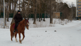 В Тюмени добровольцев "ЛизаАлерт" учат искать пропавших людей на лошадях