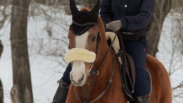В Тюмени добровольцев "ЛизаАлерт" учат искать пропавших людей на лошадях