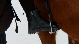 В Тюмени добровольцев "ЛизаАлерт" учат искать пропавших людей на лошадях