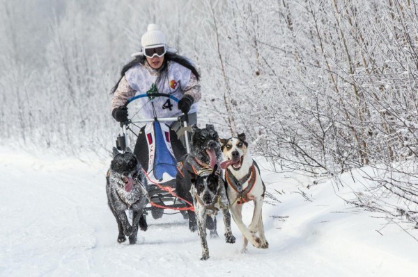 Тюменские каюры завоевали награды на Кубке России по ездовому спорту в Упорово