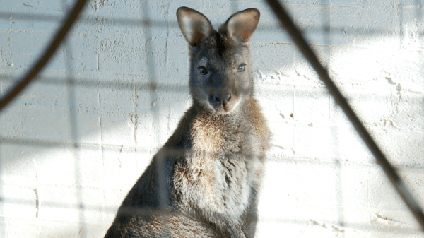 Кенгуренок Брашик появился на свет в зооцентре "У Лукоморья" в Тюмени