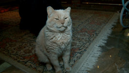 Дом для кошек ответственных хозяев строят на территории реабилитационного зооцентра в Тюмени