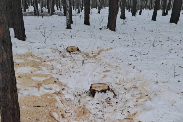 Незаконную рубку берез выявили в Тюменском лесничестве Незаконную рубку берез выявили в Тюменском лесничестве