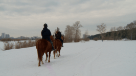 В Тюмени добровольцев "ЛизаАлерт" учат искать пропавших людей на лошадях