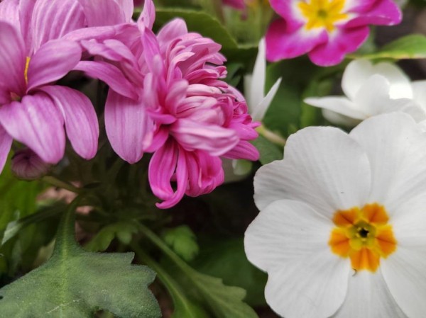 Жители Тюменской области присоединятся к акции "Вам, любимые"