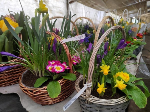 Владелица тюменского питомника раскрыла секрет выгодной покупки тюльпанов и их долгого цветения