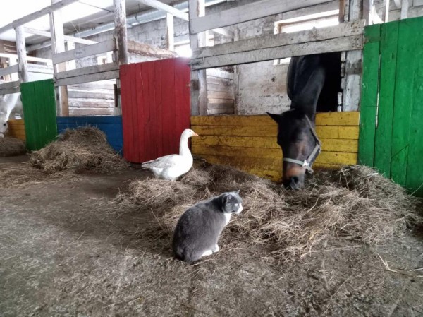 Гусыня Гусля встречает весну и следит за дисциплиной в мини-зоопарке "Ноев Ковчег" в Ишиме