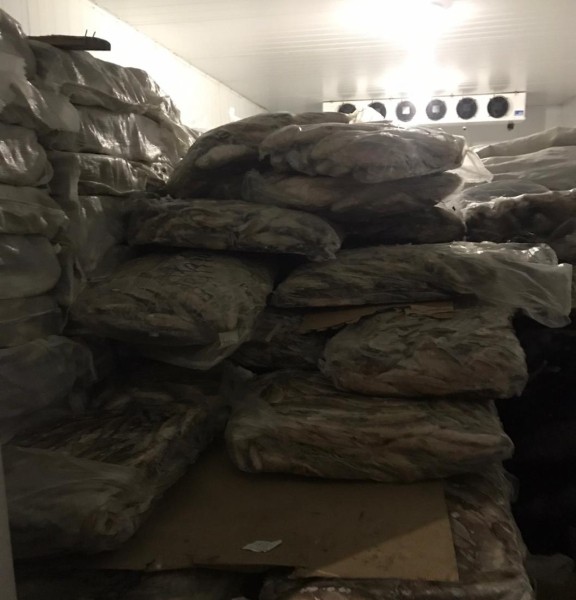 ФСБ пресекла в Тюмени незаконный канал поставок и сбыта рыбы