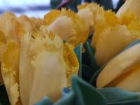 Владелица тюменского питомника раскрыла секрет выгодной покупки тюльпанов и их долгого цветения