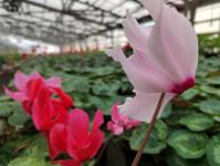 Владелица тюменского питомника раскрыла секрет выгодной покупки тюльпанов и их долгого цветения