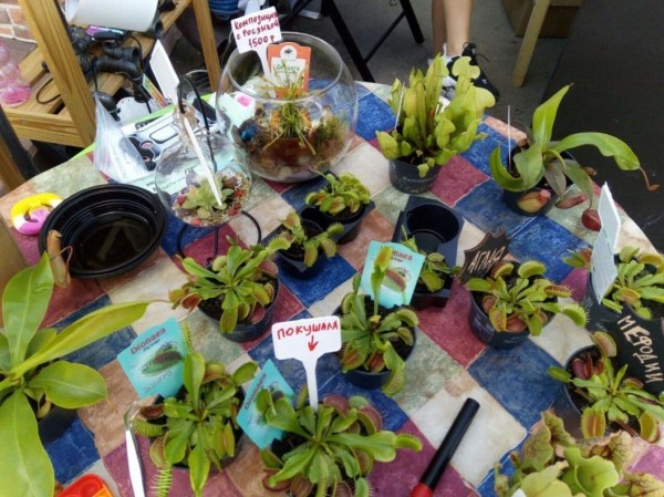 Флорариумы набирают популярность среди тюменцев