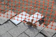 Фото и видео: первый этап реконструкции улицы Ленина в Тюмени выполнит АО "Мостострой-11" Фото и видео: первый этап реконструкции улицы Ленина в Тюмени выполнит АО "Мостострой-11"