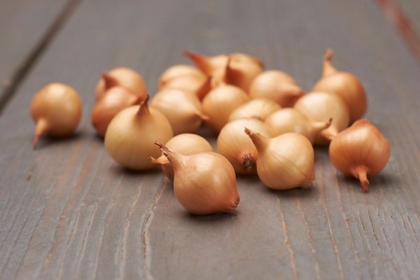 Тюменские агрономы рассказали, как выбрать и посеять лук-севок Тюменские агрономы рассказали, как выбрать и посеять лук-севок