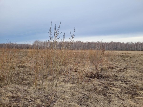 В Сорокинском районе выявили 434 гектара заброшенных сельхозземель В Сорокинском районе выявили 434 гектара заброшенных сельхозземель