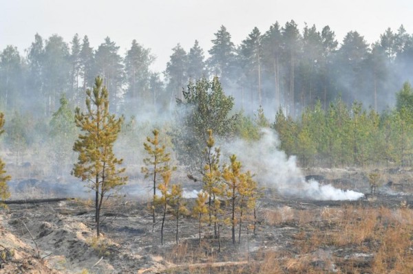 Виновника ландшафтного пожара в Тюменском районе оштрафовали на 10 тыс. рублей