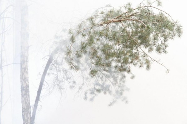 В Тюменской области тушат лесной пожар под Ялуторовском 
