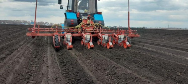 В Тюменской области начали сев моркови
